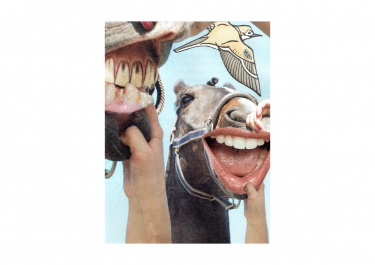 Gift Horse